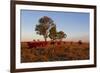 Cattle in the Late Afternoon Light, Carnarvon Gorge, Queensland, Australia, Pacific-Michael Runkel-Framed Photographic Print