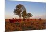 Cattle in the Late Afternoon Light, Carnarvon Gorge, Queensland, Australia, Pacific-Michael Runkel-Mounted Photographic Print