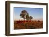 Cattle in the Late Afternoon Light, Carnarvon Gorge, Queensland, Australia, Pacific-Michael Runkel-Framed Photographic Print