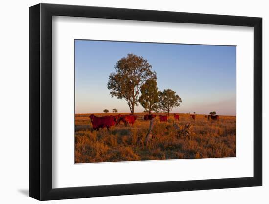 Cattle in the Late Afternoon Light, Carnarvon Gorge, Queensland, Australia, Pacific-Michael Runkel-Framed Photographic Print