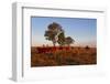 Cattle in the Late Afternoon Light, Carnarvon Gorge, Queensland, Australia, Pacific-Michael Runkel-Framed Photographic Print