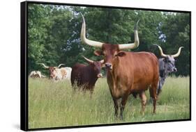 Cattle in the Pasture-DLILLC-Framed Stretched Canvas