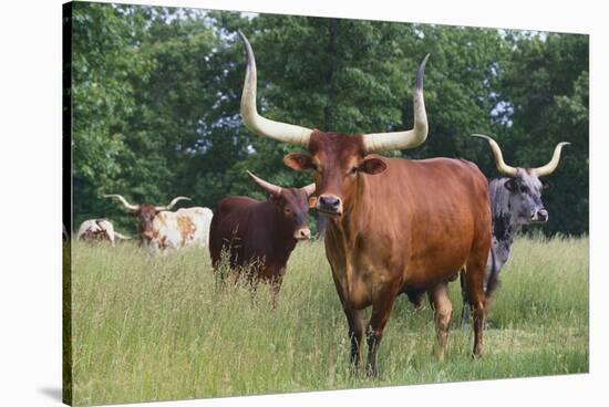 Cattle in the Pasture-DLILLC-Stretched Canvas