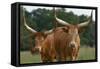 Cattle in the Pasture-DLILLC-Framed Stretched Canvas