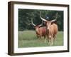 Cattle in the Pasture-DLILLC-Framed Photographic Print