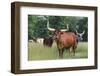 Cattle in the Pasture-DLILLC-Framed Photographic Print