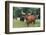 Cattle in the Pasture-DLILLC-Framed Photographic Print