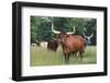 Cattle in the Pasture-DLILLC-Framed Photographic Print