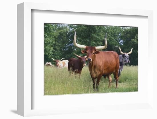 Cattle in the Pasture-DLILLC-Framed Photographic Print