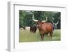 Cattle in the Pasture-DLILLC-Framed Photographic Print