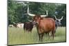 Cattle in the Pasture-DLILLC-Mounted Photographic Print