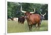 Cattle in the Pasture-DLILLC-Framed Photographic Print