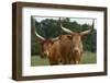 Cattle in the Pasture-DLILLC-Framed Photographic Print