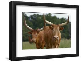 Cattle in the Pasture-DLILLC-Framed Photographic Print