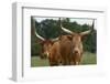 Cattle in the Pasture-DLILLC-Framed Photographic Print