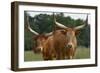 Cattle in the Pasture-DLILLC-Framed Photographic Print