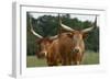 Cattle in the Pasture-DLILLC-Framed Photographic Print