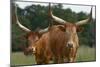 Cattle in the Pasture-DLILLC-Mounted Photographic Print