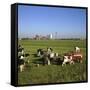 Cattle-Milking in Fields North-West of Amsterdam-CM Dixon-Framed Stretched Canvas