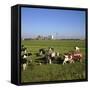 Cattle-Milking in Fields North-West of Amsterdam-CM Dixon-Framed Stretched Canvas