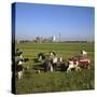 Cattle-Milking in Fields North-West of Amsterdam-CM Dixon-Stretched Canvas