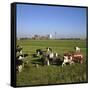 Cattle-Milking in Fields North-West of Amsterdam-CM Dixon-Framed Stretched Canvas