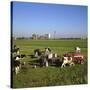 Cattle-Milking in Fields North-West of Amsterdam-CM Dixon-Stretched Canvas