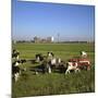 Cattle-Milking in Fields North-West of Amsterdam-CM Dixon-Mounted Photographic Print