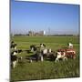 Cattle-Milking in Fields North-West of Amsterdam-CM Dixon-Mounted Photographic Print