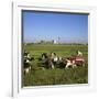 Cattle-Milking in Fields North-West of Amsterdam-CM Dixon-Framed Photographic Print