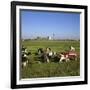 Cattle-Milking in Fields North-West of Amsterdam-CM Dixon-Framed Photographic Print