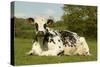 Cattle, Norman Dairy Cow-null-Stretched Canvas