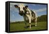 Cattle, Norman Dairy Cow-null-Framed Stretched Canvas