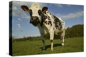 Cattle, Norman Dairy Cow-null-Stretched Canvas