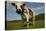 Cattle, Norman Dairy Cow-null-Stretched Canvas