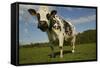 Cattle, Norman Dairy Cow-null-Framed Stretched Canvas