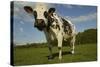 Cattle, Norman Dairy Cow-null-Stretched Canvas