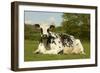 Cattle, Norman Dairy Cow-null-Framed Photographic Print