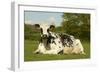 Cattle, Norman Dairy Cow-null-Framed Photographic Print