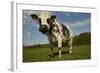 Cattle, Norman Dairy Cow-null-Framed Photographic Print