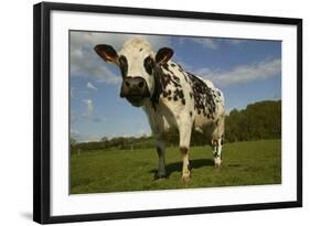 Cattle, Norman Dairy Cow-null-Framed Photographic Print