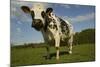 Cattle, Norman Dairy Cow-null-Mounted Photographic Print