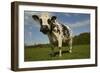 Cattle, Norman Dairy Cow-null-Framed Photographic Print