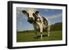 Cattle, Norman Dairy Cow-null-Framed Photographic Print