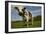 Cattle, Norman Dairy Cow-null-Framed Photographic Print