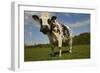 Cattle, Norman Dairy Cow-null-Framed Photographic Print