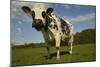 Cattle, Norman Dairy Cow-null-Mounted Photographic Print