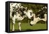 Cattle, Norman Dairy Cows-null-Framed Stretched Canvas