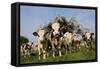 Cattle, Normande Breed Herd in Field Facing Camera-null-Framed Stretched Canvas
