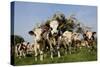 Cattle, Normande Breed Herd in Field Facing Camera-null-Stretched Canvas